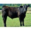 Image 4 : Bugaboo Ranch - 575# Steer Calves - 70 Head (Brisco, BC)