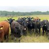 Image 3 : Midpoint Farms - 775# Heifers - 225 Head (Drayton Valley, AB)