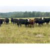 Image 4 : Midpoint Farms - 775# Heifers - 225 Head (Drayton Valley, AB)