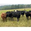 Image 5 : Midpoint Farms - 775# Heifers - 225 Head (Drayton Valley, AB)
