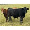 Image 6 : Midpoint Farms - 775# Heifers - 225 Head (Drayton Valley, AB)