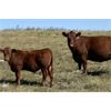 Image 4 : Cockburn Ranch - 600# Steer Calves - 100 Head (Old Wives, SK)