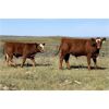 Image 5 : Cockburn Ranch - 600# Steer Calves - 100 Head (Old Wives, SK)