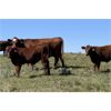 Image 6 : Cockburn Ranch - 600# Steer Calves - 100 Head (Old Wives, SK)