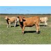 Image 5 : Jonsson-Lang-Nickel Farms - 970# Heifers - 320 Head (Oakview, MB)