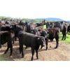 Image 1 : Ron Holmes - 550# Steer Calves - 50 Head (Bridge Lake, BC)