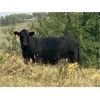 Image 9 : Ed O'Reilly - 940# Heifers - 130 Head (Millarville, AB)