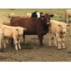 Image 1 : Peter Oosthuysen - 525# Steer Calves - 40 Head (Ebenezer, SK)