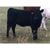 Image 3 : Peter Oosthuysen - 500# Heifer Calves - 50 Head (Ebenezer, SK)