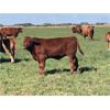 Image 1 : Drennan Farms Ltd. - 625# Steer Calves - 85 Head (Clavet, SK)