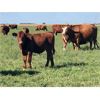 Image 3 : Drennan Farms Ltd. - 625# Steer Calves - 85 Head (Clavet, SK)