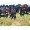Image 2 : Jeremy Andrew - 650# Steer Calves - 85 Head (Regina, SK)