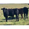 Image 3 : Jeremy Andrew - 650# Steer Calves - 85 Head (Regina, SK)
