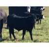 Image 4 : Jeremy Andrew - 650# Steer Calves - 85 Head (Regina, SK)