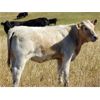 Image 6 : GW Murray Ranches - 500# Heifer Calves - 120 Head (Tompkins, SK)