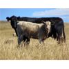 Image 7 : GW Murray Ranches - 500# Heifer Calves - 120 Head (Tompkins, SK)