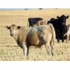 Image 2 : GW Murray Ranches - 625# Steer Calves - 98 Head (Rolling Hills, AB)