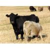 Image 3 : GW Murray Ranches - 625# Steer Calves - 98 Head (Rolling Hills, AB)