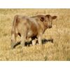 Image 4 : GW Murray Ranches - 625# Steer Calves - 98 Head (Rolling Hills, AB)