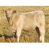 Image 6 : GW Murray Ranches - 625# Steer Calves - 98 Head (Rolling Hills, AB)