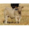 Image 5 : GW Murray Ranches - 550# Steer Calves - 114 Head (Rolling Hills, AB)