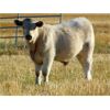 Image 6 : GW Murray Ranches - 550# Steer Calves - 114 Head (Rolling Hills, AB)