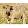Image 3 : GW Murray Ranches - 600# Heifer Calves - 104 Head (Rolling Hills, AB)