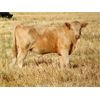 Image 5 : GW Murray Ranches - 600# Heifer Calves - 104 Head (Rolling Hills, AB)