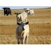 Image 6 : GW Murray Ranches - 600# Heifer Calves - 104 Head (Rolling Hills, AB)