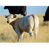 Image 7 : GW Murray Ranches - 600# Heifer Calves - 104 Head (Rolling Hills, AB)