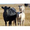 Image 1 : GW Murray Ranches - 550# Heifer Calves - 115 Head (Rolling Hills, AB)