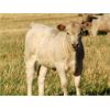 Image 4 : GW Murray Ranches - 550# Heifer Calves - 115 Head (Rolling Hills, AB)
