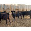 Image 1 : Pakowki Ranching Co. Ltd. - 1029# Heifers - 57 Head (Medicine Hat, AB)