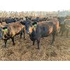 Image 4 : Pakowki Ranching Co. Ltd. - 1029# Heifers - 57 Head (Medicine Hat, AB)