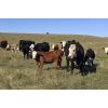 Image 4 : DC Ranch - 490# Steer Calves - 70 Head (Rockglen, SK)