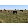 Image 5 : DC Ranch - 490# Steer Calves - 70 Head (Rockglen, SK)