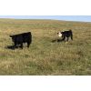 Image 6 : DC Ranch - 490# Steer Calves - 70 Head (Rockglen, SK)
