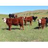 Image 1 : Iron Saddle Ranch - 650# Steer Calves - 95 Head (Sintaluta, SK)