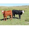 Image 2 : Iron Saddle Ranch - 650# Steer Calves - 95 Head (Sintaluta, SK)
