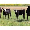 Image 4 : Iron Saddle Ranch - 650# Steer Calves - 95 Head (Sintaluta, SK)