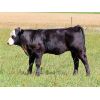 Image 5 : Iron Saddle Ranch - 650# Steer Calves - 95 Head (Sintaluta, SK)