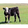 Image 6 : Iron Saddle Ranch - 650# Steer Calves - 95 Head (Sintaluta, SK)
