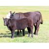 Image 8 : Iron Saddle Ranch - 650# Steer Calves - 95 Head (Sintaluta, SK)