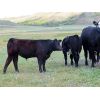 Image 9 : Iron Saddle Ranch - 650# Steer Calves - 95 Head (Sintaluta, SK)