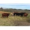 Image 3 : *** ADDED LOT *** Broken Link & Bar Y Ranches - 1000# Steers - 62 Head (Ponoka, AB)