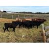 Image 5 : *** ADDED LOT *** Broken Link & Bar Y Ranches - 1000# Steers - 62 Head (Ponoka, AB)