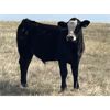 Image 1 : Outlaw Cattle Company - 630# Steer Calves - 70 Head (Hussar, AB)