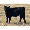 Image 2 : Outlaw Cattle Company - 630# Steer Calves - 70 Head (Hussar, AB)