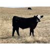 Image 4 : Outlaw Cattle Company - 630# Steer Calves - 70 Head (Hussar, AB)