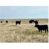 Image 5 : Outlaw Cattle Company - 630# Steer Calves - 70 Head (Hussar, AB)